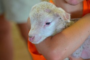 Wisconsin Sheep & Wool Festival: 15 years and growing