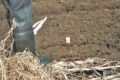 COUIRTESY PHOTO Independent Register
A photo from 2017 on-site inspection of Emerald Sky Dairy's 2016 manure spill shows the stub end of a yardstick, almost fully submerged in a portion of the spill that totaled an estimated 275,000 gallons. The manure from a cracked transfer pipe sat unreported more than 3 months in a ditch, wetlands and pond at the 1600-cow dairy operation.