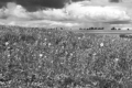 SUBMITTED PHOTO The Independent-Register
	Brodhead-area farmers Jerry and Barb Daniels have been working with and learning about cover crops for the last five years. They planted multiple sunflower species, hairy vetch, various clovers, turnips and tillage radishes in this field.