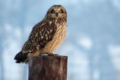 PHOTO COURTESY QUENTIN YOERGER The Independent-Register
Winter is a good time to get a glimpse of owls, accord-ing to area bird expert Quentin Yoerger. The short-eared owl is shown above.