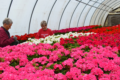 MARY HOOKHAM PHOTO The Independent-Register
	Workers at Ahrens Acres of Brodhead clean early geranium blooms in a greenhouse last week. With the weather warming, it’s an ideal time to think about spring planting.