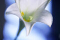 Easter Lily --- Image by © Royalty-Free/Corbis