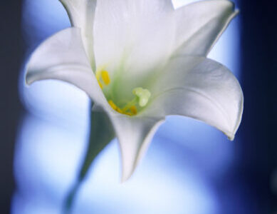 Easter Lily --- Image by © Royalty-Free/Corbis