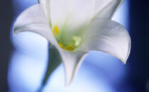 Easter Lily --- Image by © Royalty-Free/Corbis